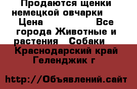 Продаются щенки немецкой овчарки!!! › Цена ­ 6000-8000 - Все города Животные и растения » Собаки   . Краснодарский край,Геленджик г.